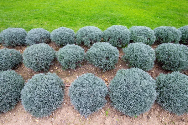 Trädgård med lavendelbollar — Stockfoto