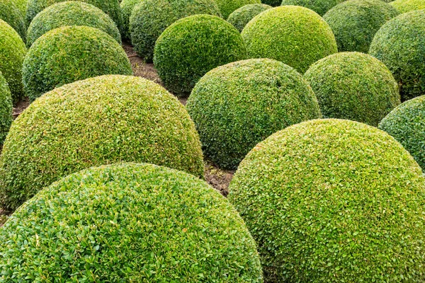 Jardim com bolas de buxo — Fotografia de Stock