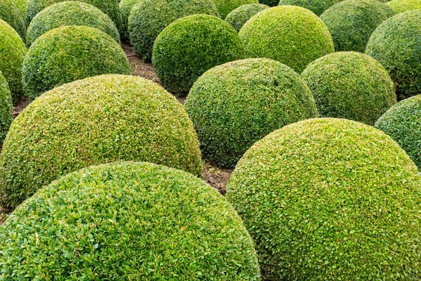 Garten mit Buchsbaumkugeln — Stockfoto