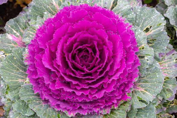 Purple ornamental cabbage — Stock Photo, Image