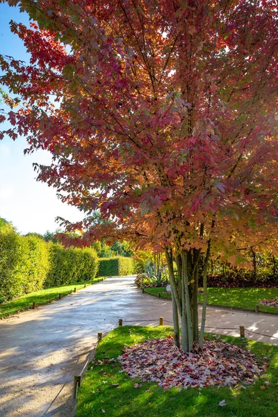 Park design with small pathways in autumn colors — Stock Photo, Image