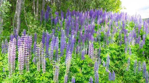 Colorful wild lupines — Stock Photo, Image