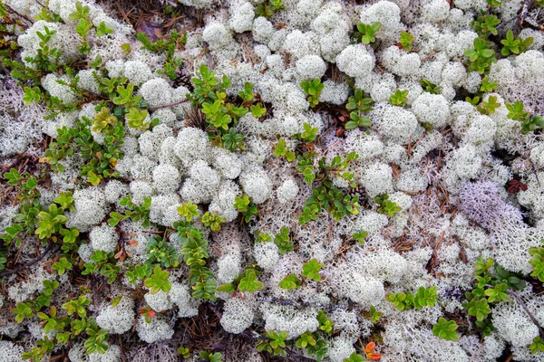 Musgo de rena branca em uma floresta de artic — Fotografia de Stock