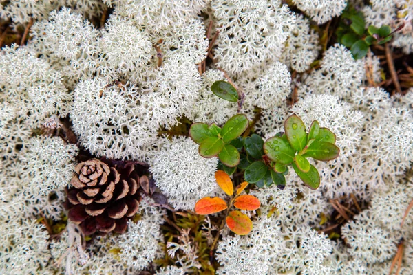 Close-up white reindeer moss in an artic forest — Stock Photo, Image