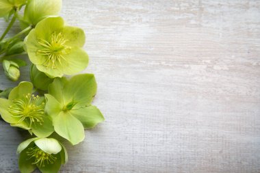 Tahta arka planda Hellenborus