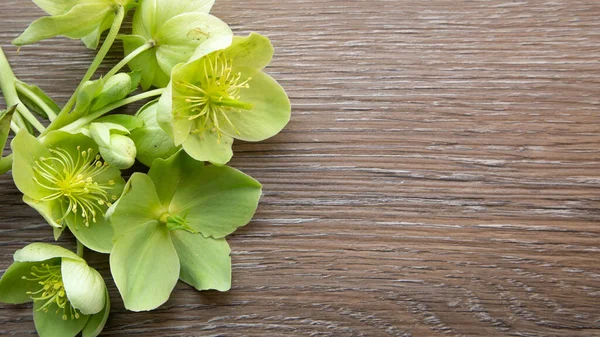 Hellenborus sobre fondo de madera —  Fotos de Stock