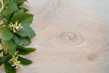 Arka plan Pachysandra terminali