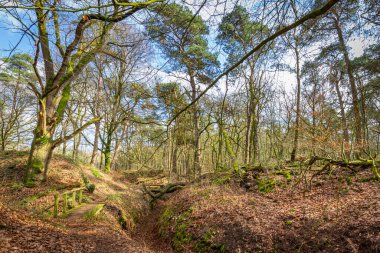 Hollanda 'nın Gelderland kentindeki Wolfhezer fundalığı