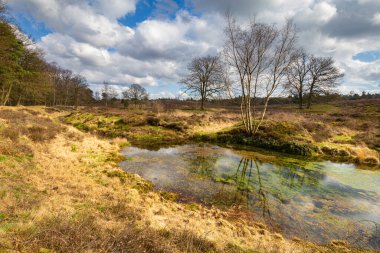 Hollanda 'nın Gelderland kentindeki Wolfhezer fundalığı