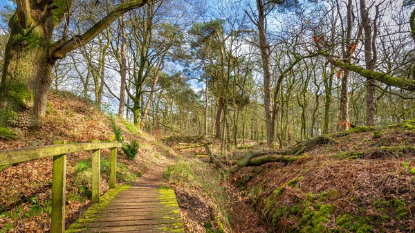 Wolfhezer heath nature momument área en Gelderland, Países Bajos —  Fotos de Stock