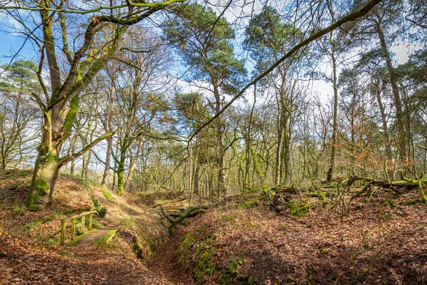 Wolfhezer heath nature momument area in Gelderland, Netherlands — Stock Photo, Image