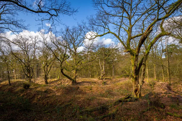 Wolfhezer heath nature momument area em Gelderland, Países Baixos — Fotografia de Stock