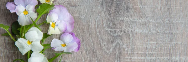 Pansy background web banner — 图库照片