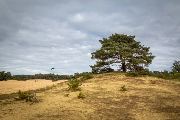 Drift sand Wekeromse Zand Netherlands — Stock fotografie