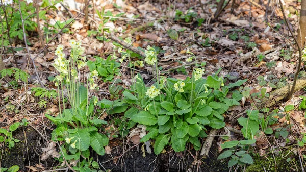 Primula silvestre, la almeja común —  Fotos de Stock