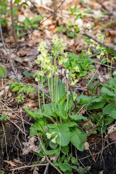 Primula selvagem, o pimrose comum — Fotografia de Stock