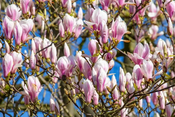 Tulip tree in bloom — Stock Photo, Image