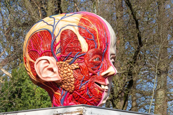 Artwork anatomy funny male head and face — Stock Photo, Image