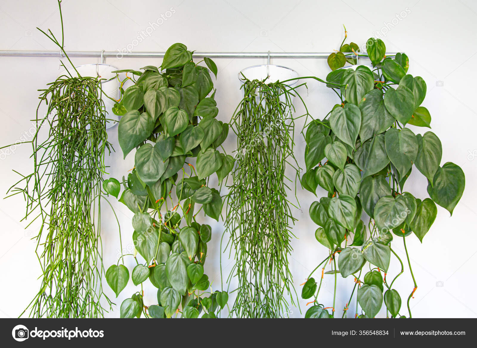 Colección plantas verdes colgantes: fotografía de stock © photoweges #356548834 | Depositphotos