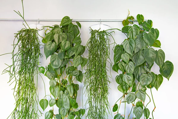 Collection of hanging green plants