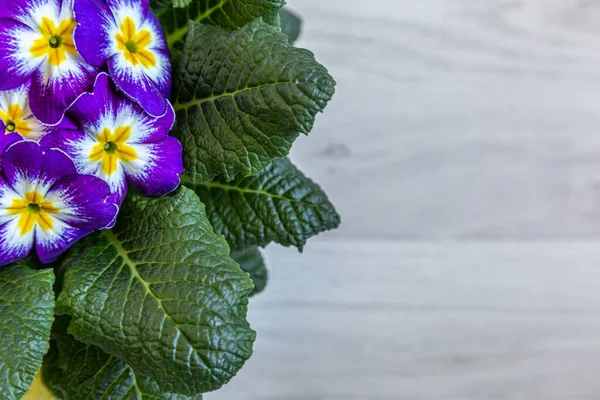 Arkaplan mor çuha çiçeği — Stok fotoğraf