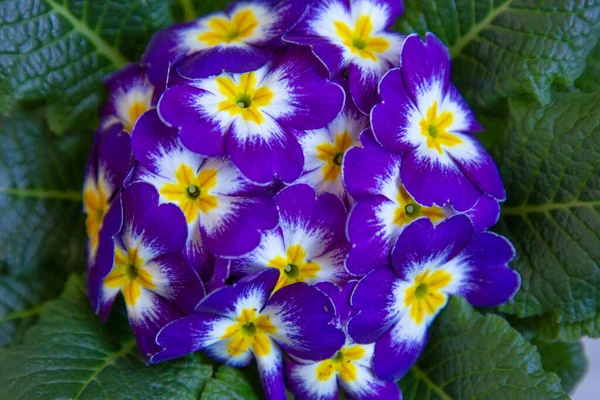 Предпосылки / контекст pruple primula или primrose — стоковое фото