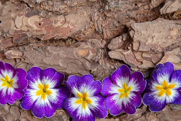 Prurple flower on a piece of bark — Stock fotografie