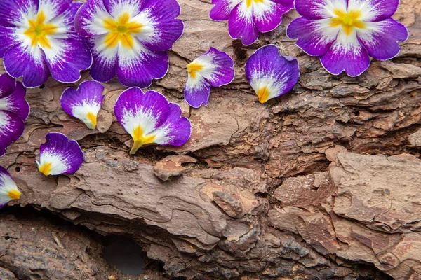 一片树皮上的紫色花朵 — 图库照片