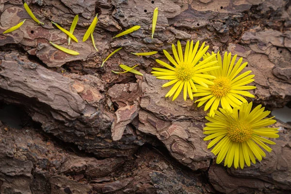 Yellow flower on a piece of bark — Stock Photo, Image