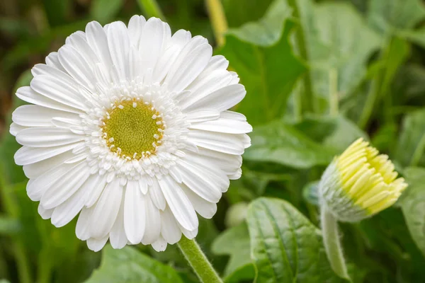 Zbliżenie Gerbera stokrotka kwiat — Zdjęcie stockowe