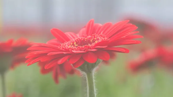 Zbliżenie Gerbera stokrotka kwiat — Zdjęcie stockowe