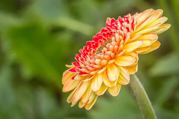 Zbliżenie Gerbera stokrotka kwiat — Zdjęcie stockowe