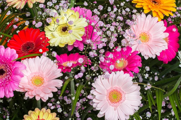 Samling Gerbera tusensköna blomma — Stockfoto
