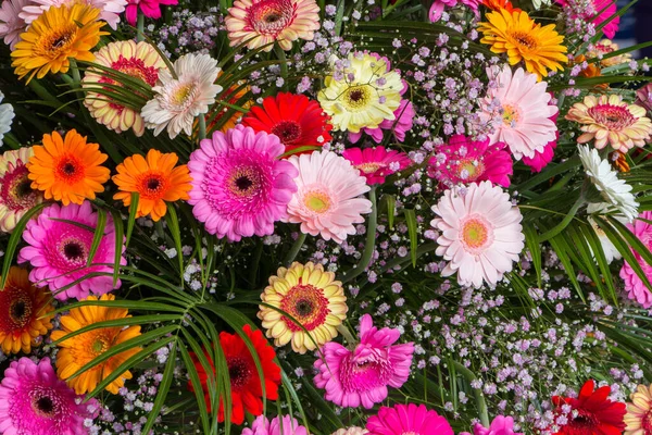 Collectie Gerbera madeliefje bloem — Stockfoto