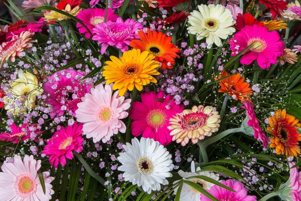 Dyrisk blomst fra Gerbera – stockfoto