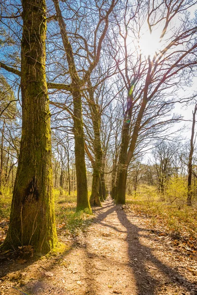 Little trail in the forest — Stock Photo, Image