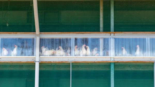 Granja holandesa de pollo —  Fotos de Stock
