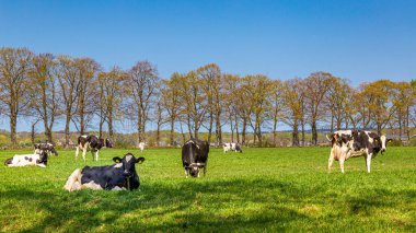 Hollanda inekleri tarlada
