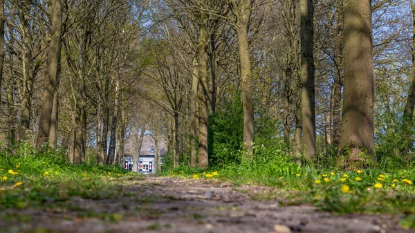 Paisaje forestal holandés con casa — Foto de Stock