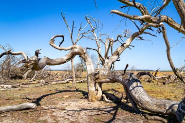 Ulusal Park Hoge Veluwe Nteherlands