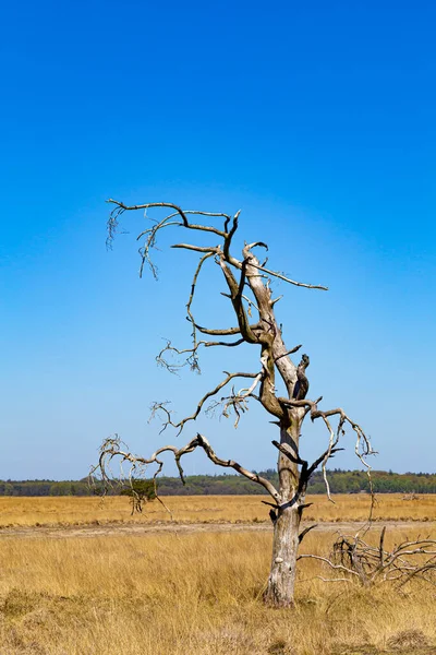 Parc national Hoge Veluwe Les Nteherlands — Photo