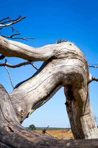 Portrait d'arbre mort — Photo