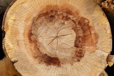 Büyük yaşlı bir ağacın kütüğü.