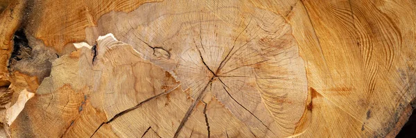 Stump van een grote oude boom — Stockfoto
