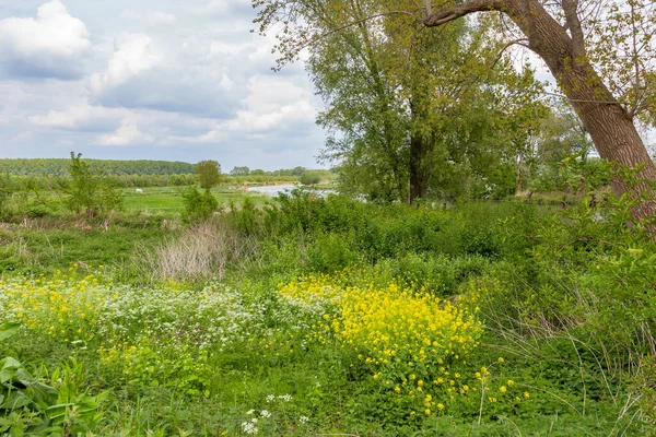 Propriedade holandesa no Betuwe — Fotografia de Stock