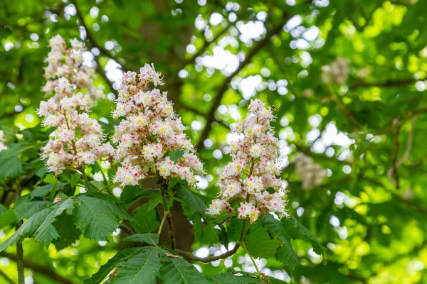 Květiny kaštanů Aesculus — Stock fotografie