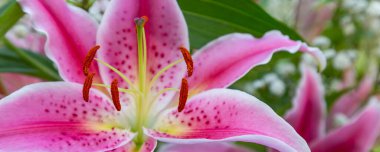 Pembe Lilly Çiçekleri