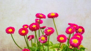 Beyaz papatya arkaplanı