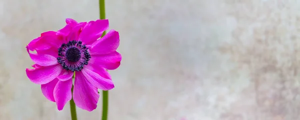 Pink Poppy anemone — Stock Photo, Image