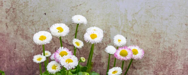 白色雏菊背景 — 图库照片